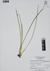 Triglochin scilloides image